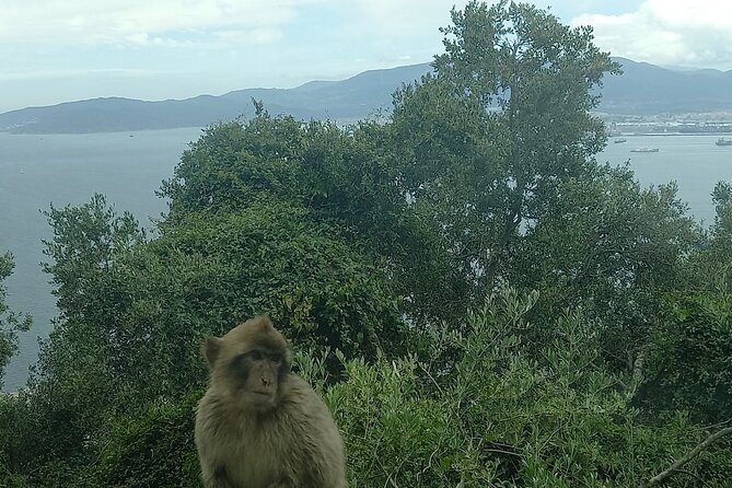 Gibraltar, Mijas and Marbella Private Tour From Malaga Province - Key things to know before you go