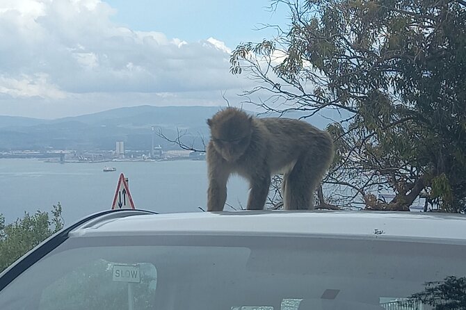 Gibraltar, Mijas and Marbella Private Tour From Malaga Province - Stop 3: Pillars of Hercules, legends tied to a quick viewpoint