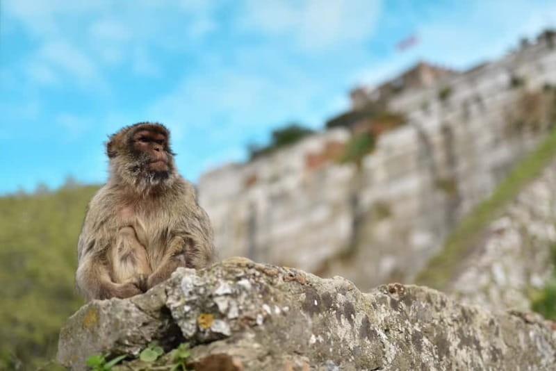 Gibraltar Rock tour - Who should book this Gibraltar Rock tour