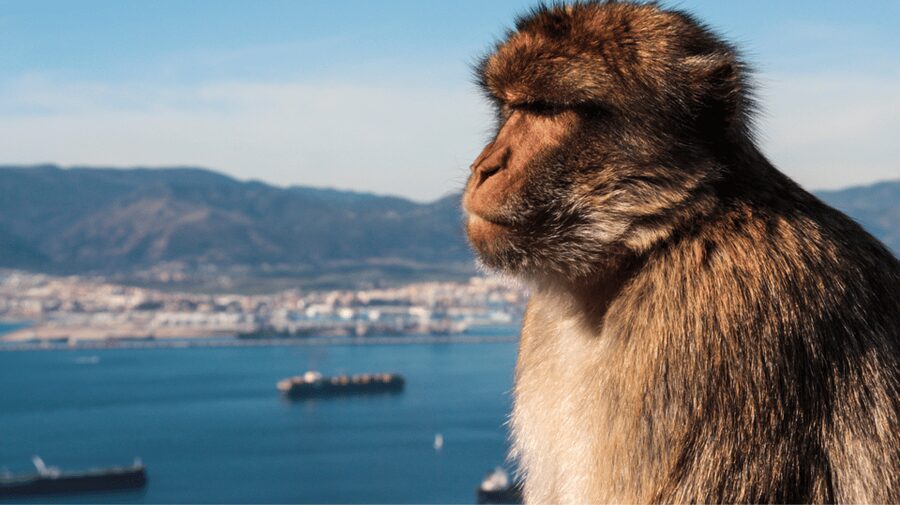 Gibraltar shopping: Desde Málaga y la Costa del Sol - A day trip from the Costa del Sol built around duty-free and viewpoints