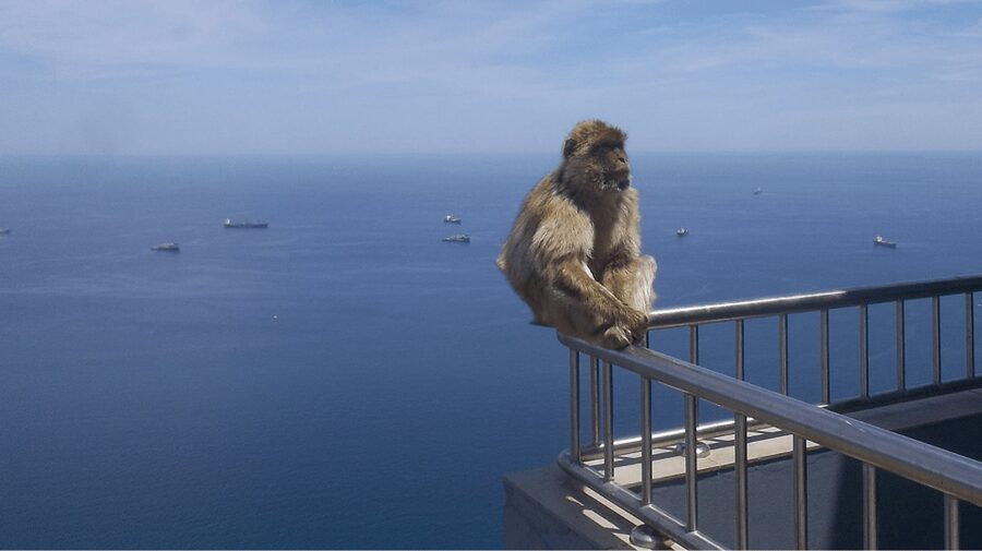 Gibraltar shopping: Desde Málaga y la Costa del Sol - Who will enjoy it most: the right kind of Gibraltar shopper