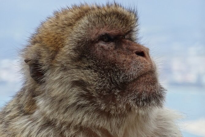 Gibraltar Shore Excursion: The Original Rock, Shop & Caves Tour - The Duty Free Stop: Useful, But Don’t Overplan