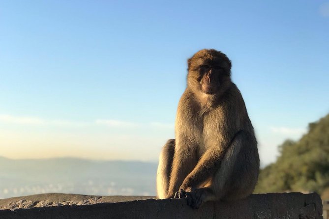 Gibraltar Sightseeing : Classic Rock Tour plus World War 2 Tunnels (Private) - How fit do you need to be for Gibraltar’s Rock and walkways