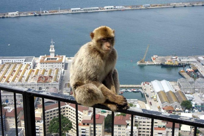 Gibraltar Sightseeing: Classic Rock Tour (Private) - Stop-by-Stop: What You Get at Each Point on the Rock