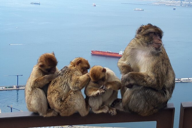 Gibraltar Sightseeing: Classic Rock Tour (Private) - Views, Caves, Tunnels, and Monkeys: How to Prioritize If Time Feels Short