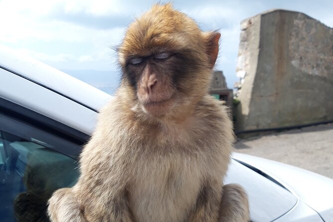 Gibraltar Sightseeing : Classic Shore Excursion (Private) - Rock of Gibraltar Views, the Best First Stop for Orientation