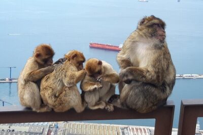 Gibraltar Sightseeing : Classic Shore Excursion (Private)