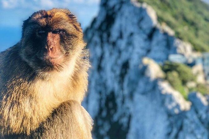 Gibraltar Sightseeing : Classic Shore Excursion (Private) - Barbary Macaque Feeding Station, Memorable but Follow the Rules