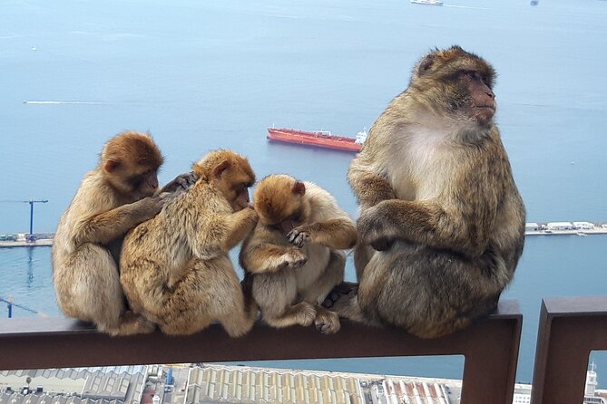 Gibraltar Sightseeing : Classic Shore Excursion (Private) - Pillars of Hercules Overlooks, Myth Meets Real Geography