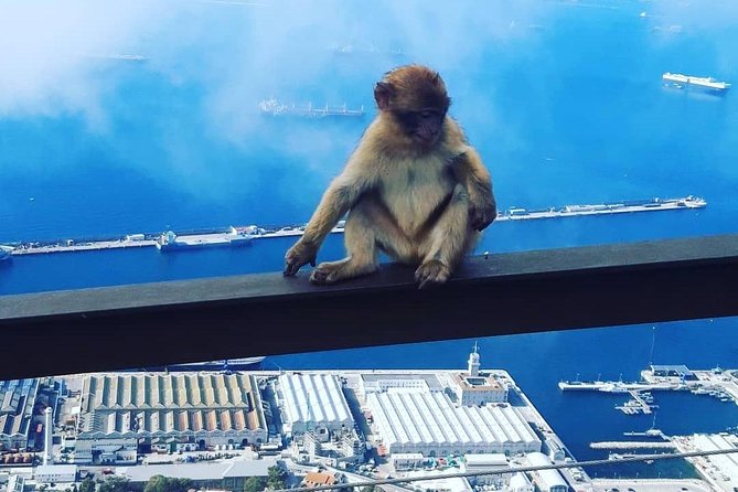 Gibraltar Sightseeing : Extended Rock Tour / Shore Excursion (Private) - Getting the most out of Gibraltar with short stops