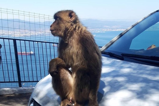 Gibraltar Sightseeing : Extended Rock Tour / Shore Excursion (Private) - Should you book this private extended Rock shore tour?