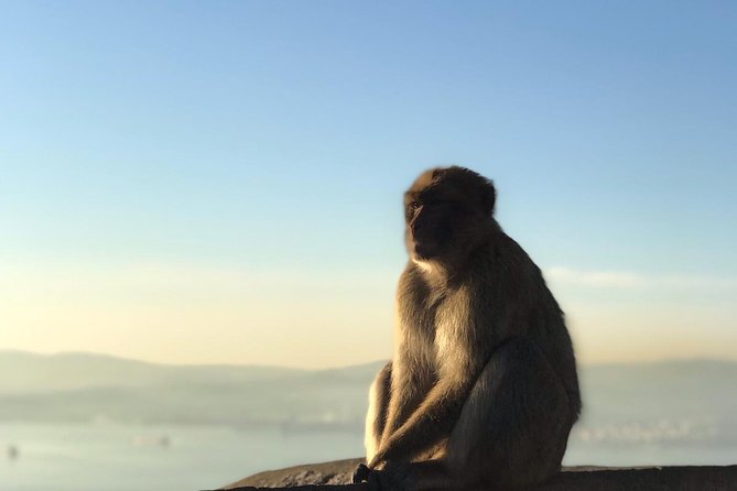 Gibraltar Sightseeing: Premium Rock Tour / Shore Excursion (Private) - The Rock’s Nature Reserves: Getting the Gibraltar Feeling Early