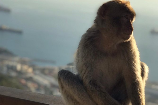 Gibraltar Sightseeing: Premium Rock Tour / Shore Excursion (Private) - Pillars of Hercules and Skywalk Views That Actually Make Sense
