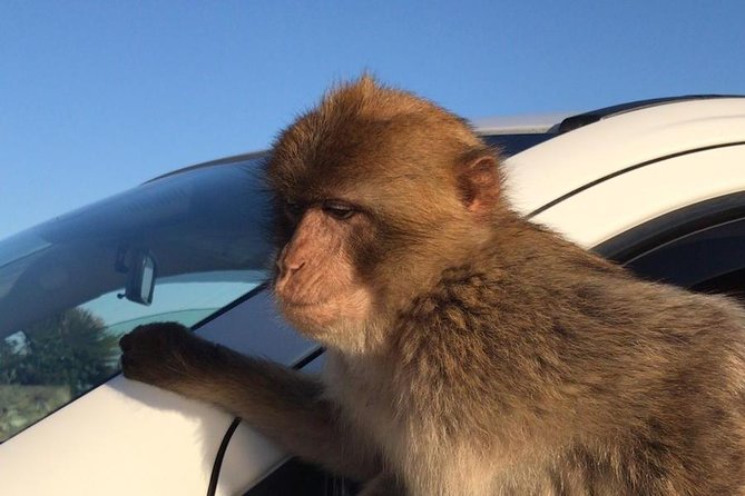 Gibraltar Sightseeing: Premium Rock Tour / Shore Excursion (Private) - The Barbary Macaque Feeding Station: When the Monkeys Take Over