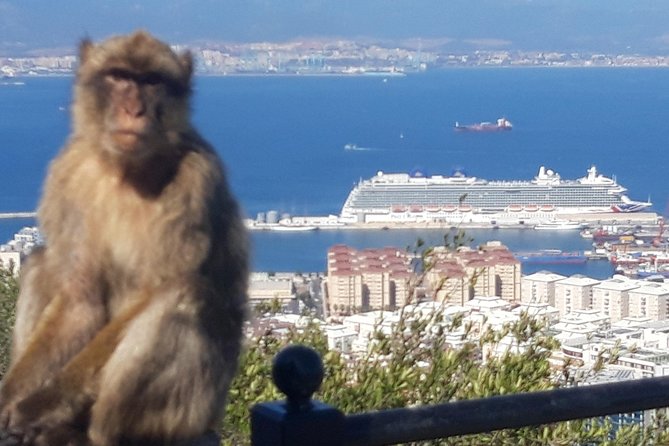 Gibraltar Sightseeing :SKYWALK AND SUSPENSION BRIDGE TOUR (Private) - Barbary macaques at the feeding station: wildlife, energy, and a real Gibraltar feel