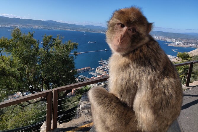 Gibraltar Sightseeing: Sunset Panoramic and Monkey Tour - Key highlights at a glance