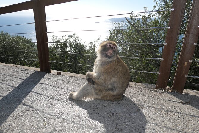 Gibraltar Sightseeing: Sunset Panoramic and Monkey Tour - Why this one-hour Gibraltar tour works so well