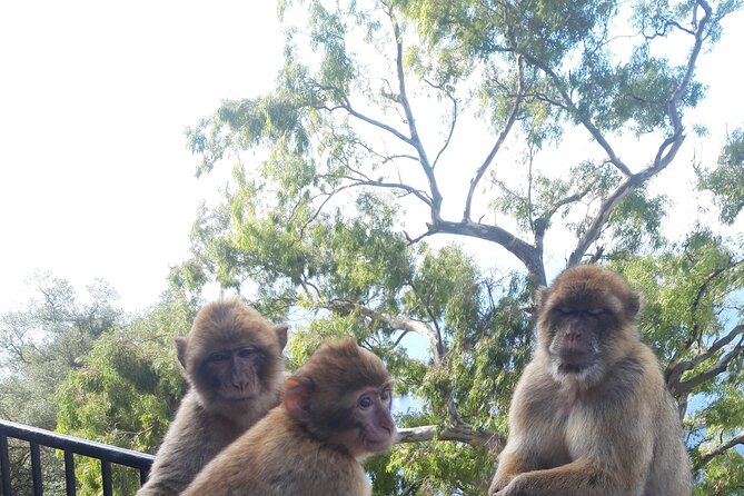 Gibraltar Sightseeing: Sunset Panoramic and Monkey Tour - The guide matters more than you think