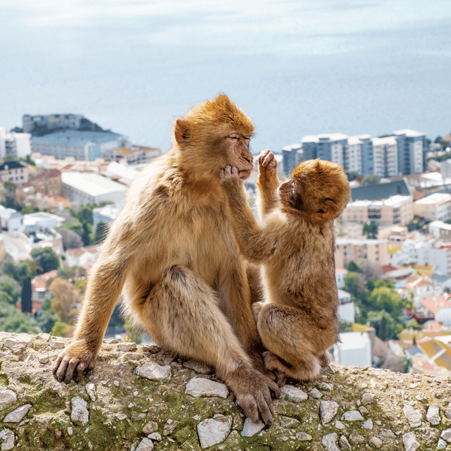 Gibraltar: Tour guiado desde la Costa Del Sol - What can go wrong: multilingual explanations and tight timing