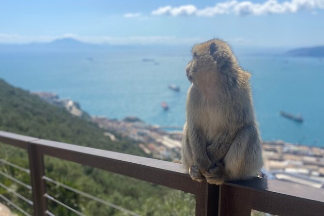 Go Tours Private Rock Experience Tour in Gibraltar - A 2-hour private Rock experience that makes Gibraltar feel manageable