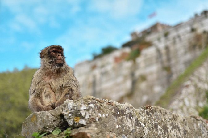 Port Rock Tour at Gibraltar - Upper Rock Nature Reserve: apes den + St Michael’s Cave