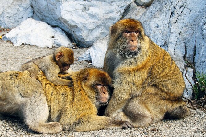 Rock Tour in Gibraltar by Bus with Tickets - The Rock of Gibraltar: Where the Views Steal the Show